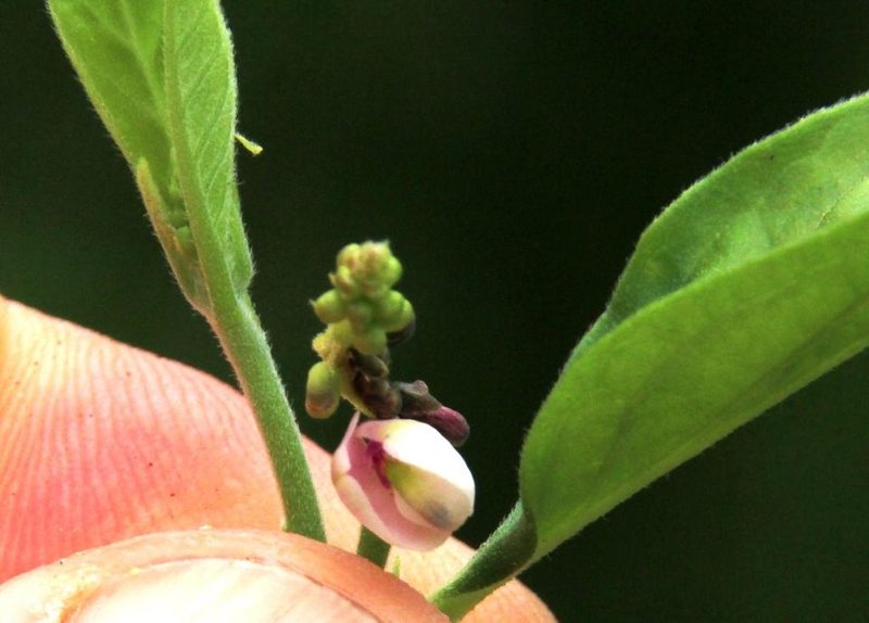 Asemeia acuminata, photographed by Tony Rebelo