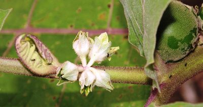 Solanum sessiliflorum, photographed by Tony Rebelo
