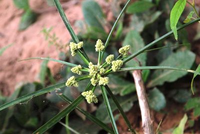 Cyperus luzulae, photographed by Tony Rebelo