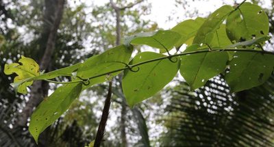 Uncaria guianensis, photographed by Tony Rebelo
