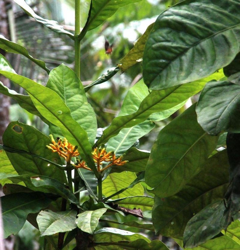 Potalia resinifera, photographed by Tony Rebelo