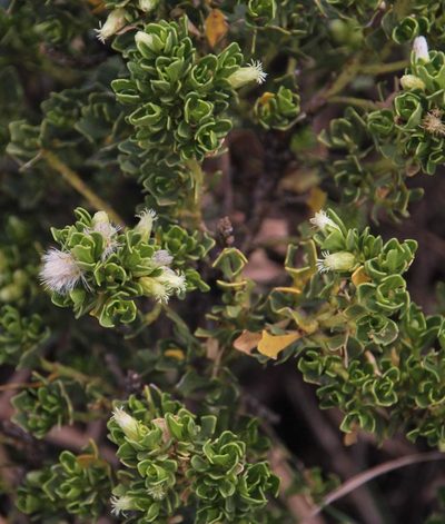 Baccharis tricuneata, photographed by Tony Rebelo
