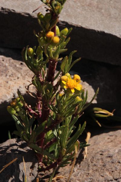 Senecio dryophyllus, photographed by Tony Rebelo