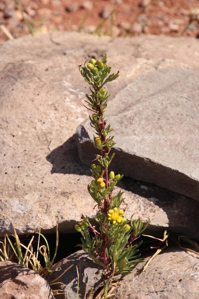 Senecio dryophyllus, photographed by Tony Rebelo
