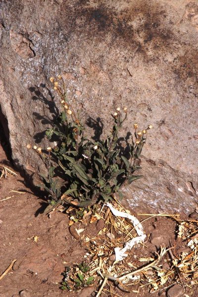 Conyza deserticola, photographed by Tony Rebelo