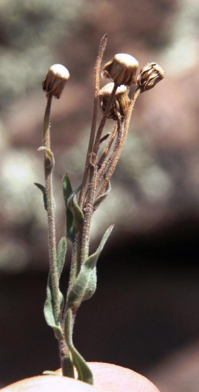 Conyza deserticola, photographed by Tony Rebelo