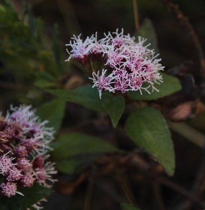 Ageratina pentlandiana, photographed by Tony Rebelo