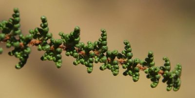 Quechuapteris pruinata, photographed by Tony Rebelo