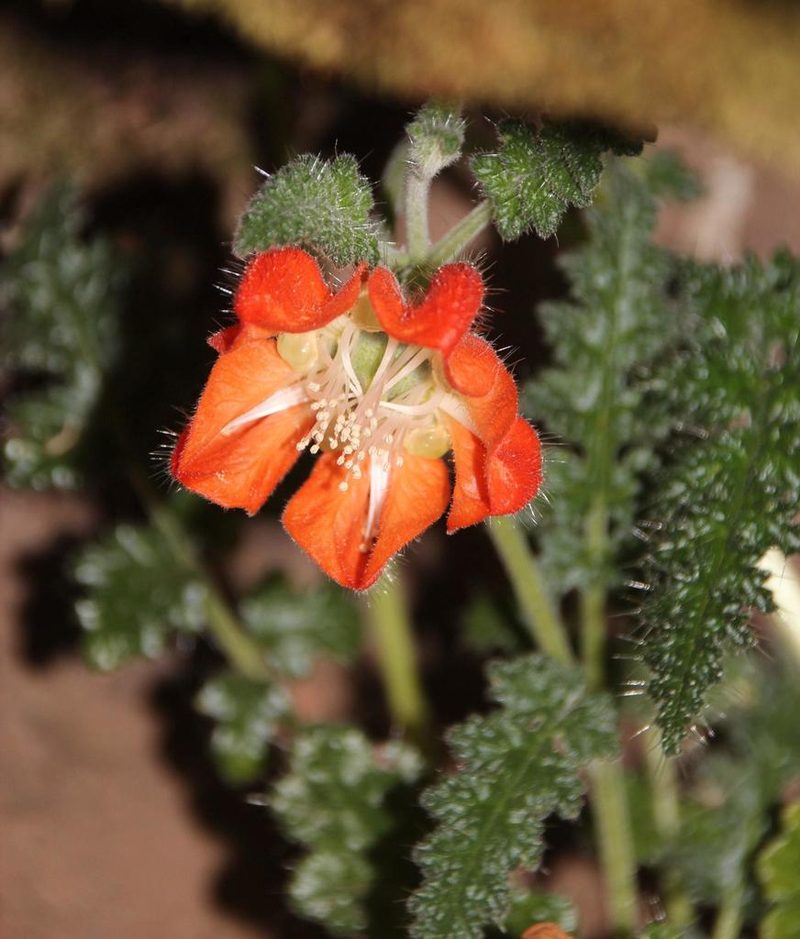 Caiophora pentlandii, photographed by Tony Rebelo
