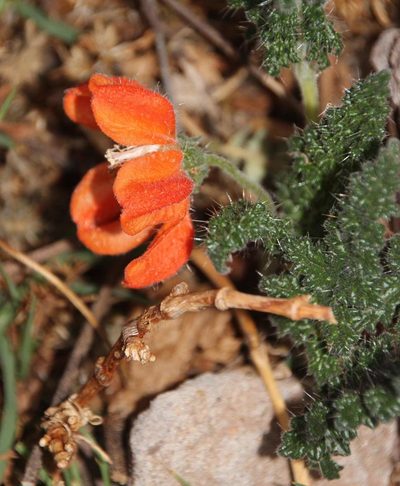 Caiophora pentlandii, photographed by Tony Rebelo