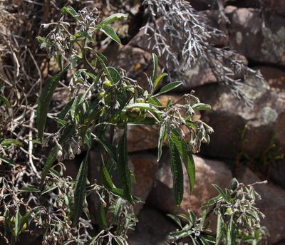Solanum nitidum, photographed by Tony Rebelo
