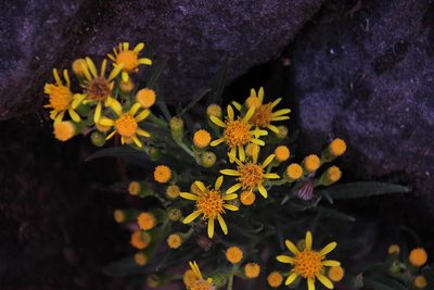 Senecio rudbeckiifolius, photographed by Tony Rebelo