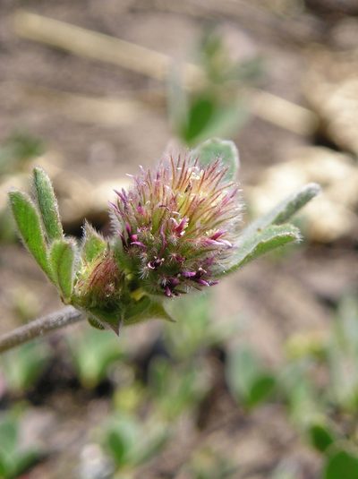 Trifolium macraei, photographed by Andy Kleinhesselink