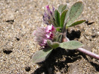 Trifolium macraei, photographed by Andy Kleinhesselink