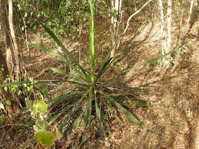 Agave vivipara, photographed by Francisco Farriols Sarabia