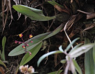 Cyrtochilum rhodoneurum, photographed by Tony Rebelo