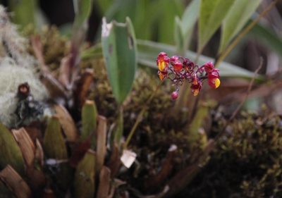Cyrtochilum rhodoneurum, photographed by Tony Rebelo