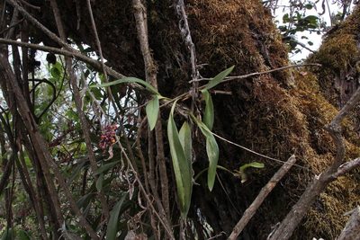 Cyrtochilum rhodoneurum, photographed by Tony Rebelo