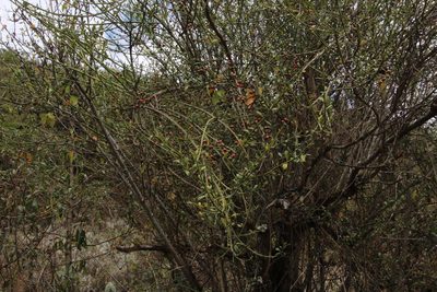 Citharexylum herrerae, photographed by Tony Rebelo
