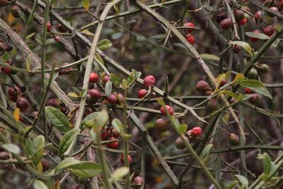 Citharexylum herrerae, photographed by Tony Rebelo