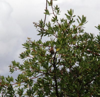 Escallonia resinosa, photographed by Tony Rebelo