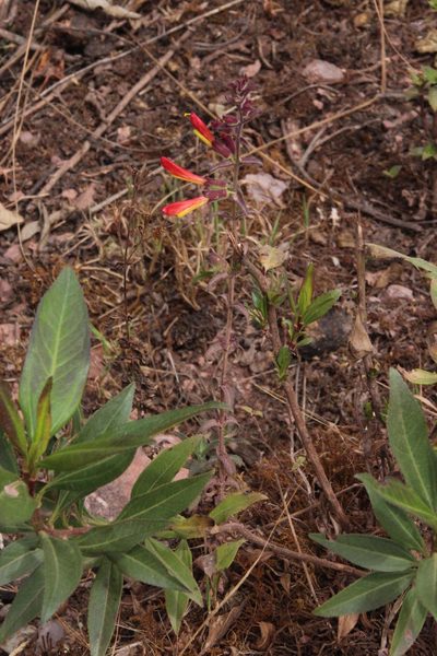 Neobartsia camporum, photographed by Tony Rebelo