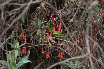 Fuchsia apetala, photographed by Tony Rebelo