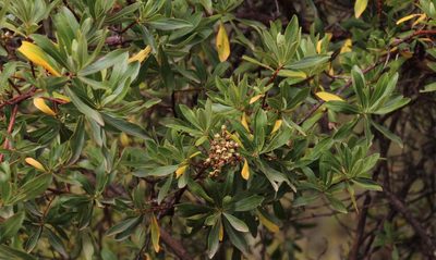 Escallonia resinosa, photographed by Tony Rebelo