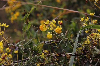 Calceolaria engleriana, photographed by Tony Rebelo
