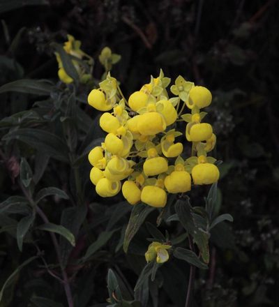 Calceolaria engleriana, photographed by Tony Rebelo