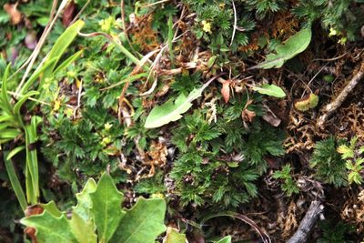 Azorella multifida, photographed by Tony Rebelo
