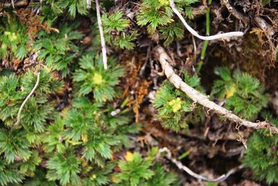 Azorella multifida, photographed by Tony Rebelo