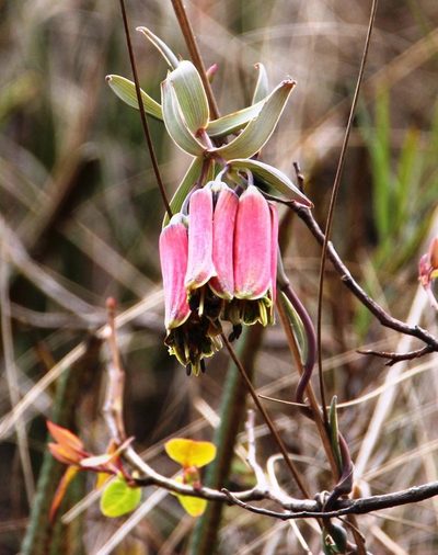 Bomarea crocea, photographed by Tony Rebelo