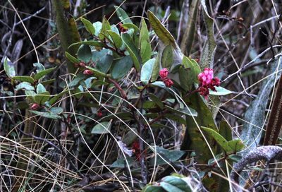 Gaultheria glomerata, photographed by Tony Rebelo