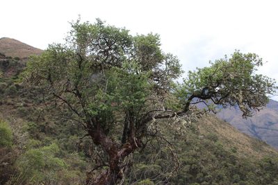Escallonia resinosa, photographed by Tony Rebelo