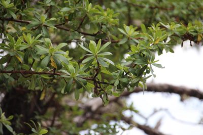 Escallonia resinosa, photographed by Tony Rebelo