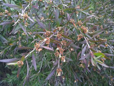 Leptospermum morrisonii, photographed by Peter de Lange