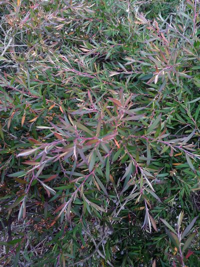 Leptospermum morrisonii, photographed by Peter de Lange