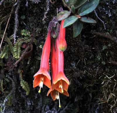 Fuchsia apetala, photographed by Tony Rebelo