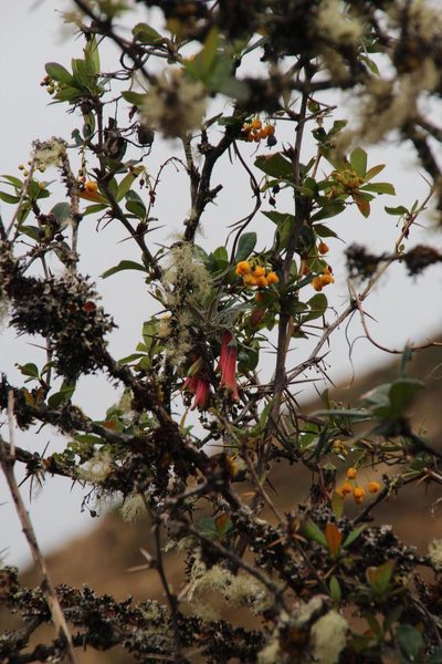 Berberis commutata, photographed by Tony Rebelo
