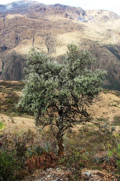 Buddleja incana, photographed by Tony Rebelo