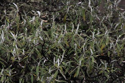 Buddleja incana, photographed by Tony Rebelo