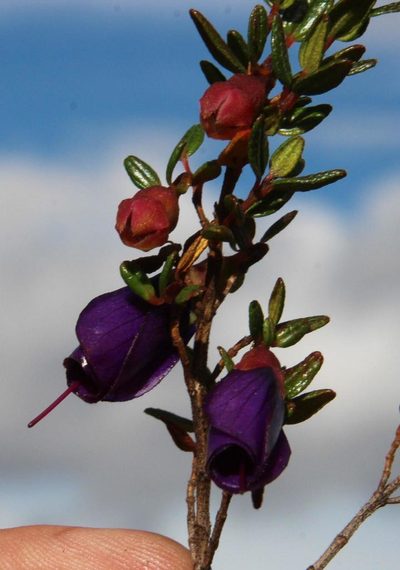 Brachyotum rostratum, photographed by Tony Rebelo