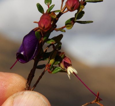 Brachyotum rostratum, photographed by Tony Rebelo