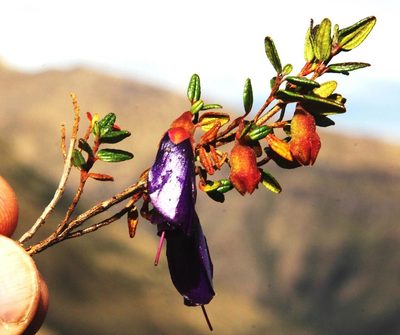 Brachyotum rostratum, photographed by Tony Rebelo