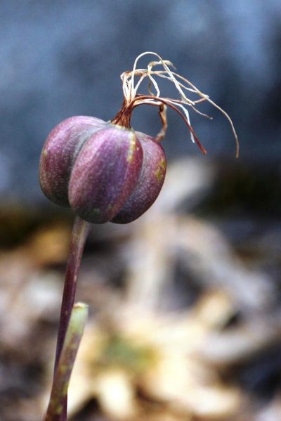 Eustephia coccinea, photographed by Tony Rebelo