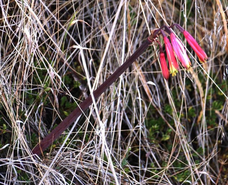 Eustephia coccinea, photographed by Tony Rebelo