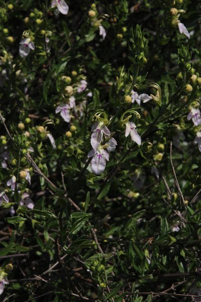 Teucrium bicolor, photographed by Tony Rebelo