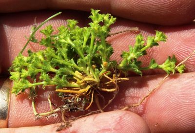 Lastarriaea chilensis, photographed by Tony Rebelo