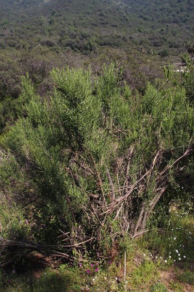 Baccharis paniculata, photographed by Tony Rebelo